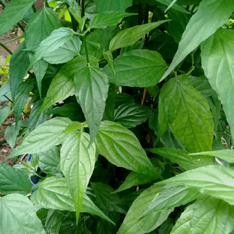 

daun kalingsir atau belalai gajah segar fresh termurah (500gram)