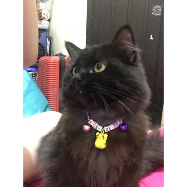 Kalung Kucing Nama / Kalung Kucing Lonceng 3/ Kalung Kucing Custom Nama