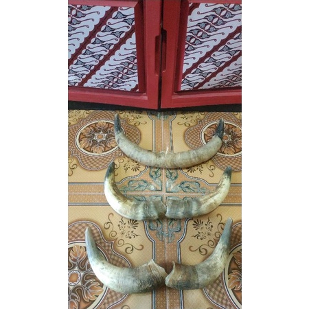 tanduk sapi