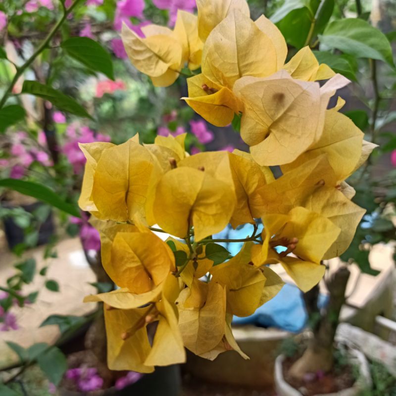 Pohon Bougenville Kuning / Bunga Kertas Kuning