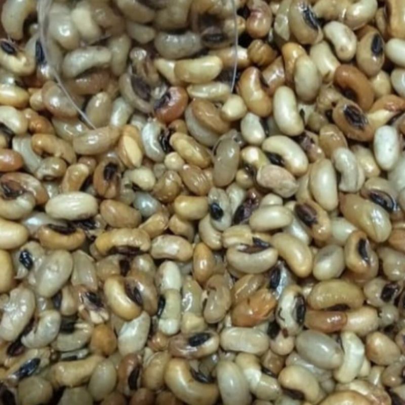 

Kacang kacang tolo gpreng kacang kedelai jajanan lebaran | makanan ringan