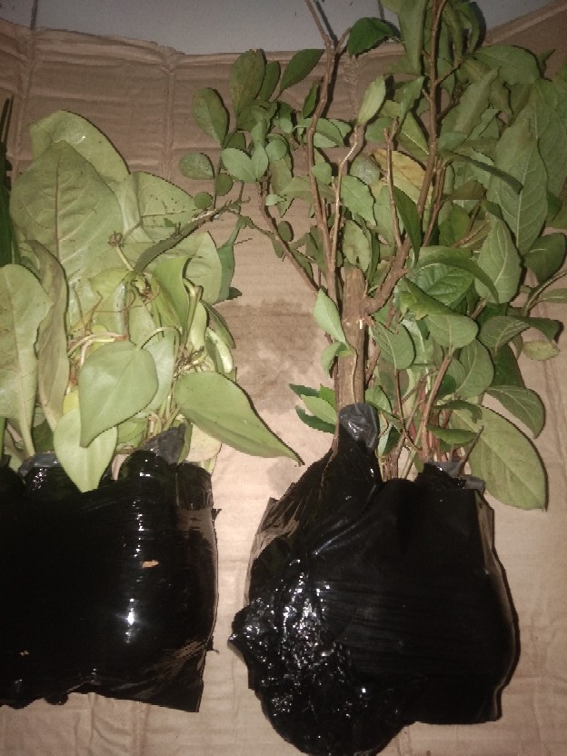 Tanaman Sirih Gading Centong /pohon Sirih Gading Centong /sirih Gading Daun Besar