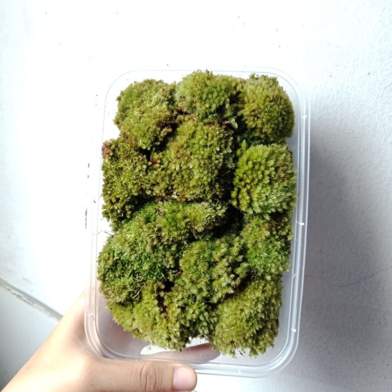 Lumut Hutan