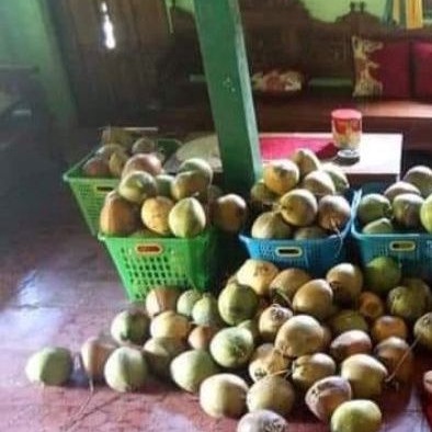 

Buah Kelapa Kopyor Genjah Super Tebal Asli pAti Murah