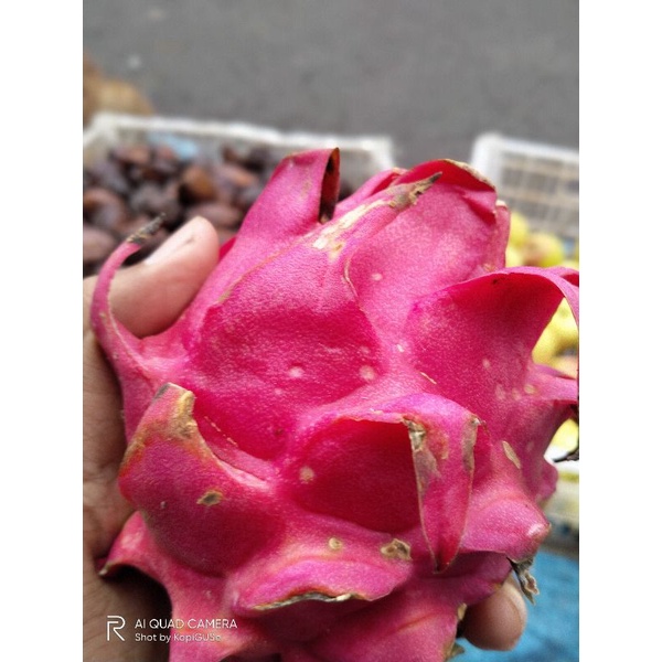 

Buah Naga 1 Pcs
