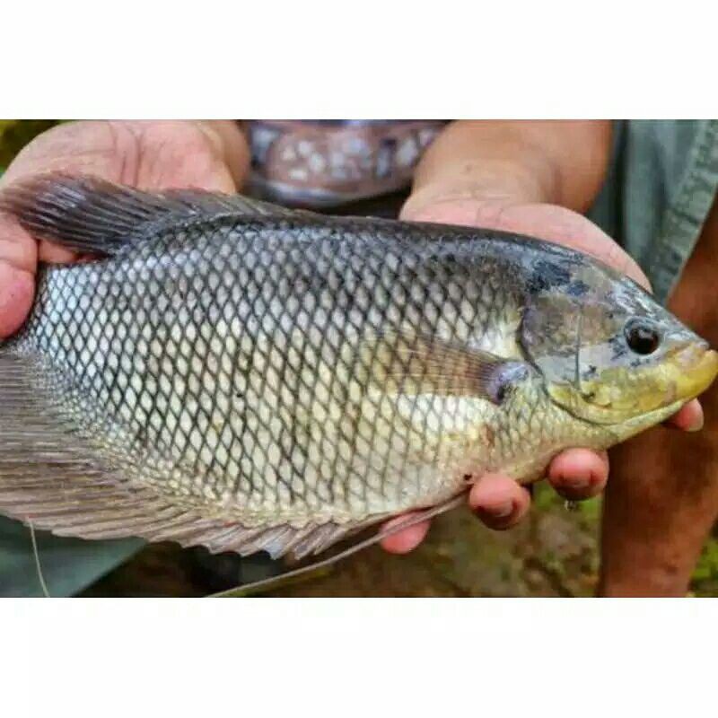 

GURAMEH per +- 1000 gr