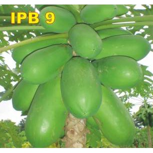 Benih Pepaya Callina IPB (IPB9)-3