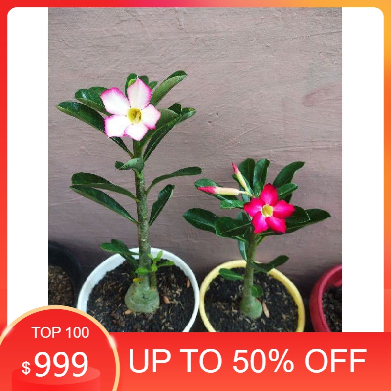Bibit Bunga Adenium - Kamboja Tumpuk Bonggol Besar - Kamboja Jepang