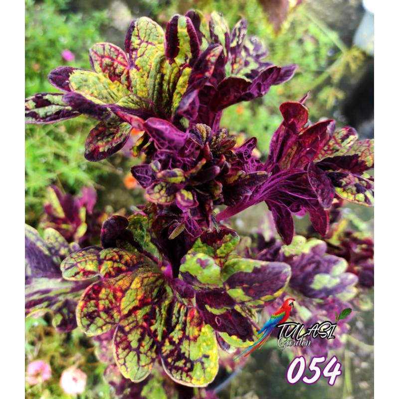 Miana / Miana Sultan / Coleus / 054 / Id Nawang Wulan / Herbal Miana