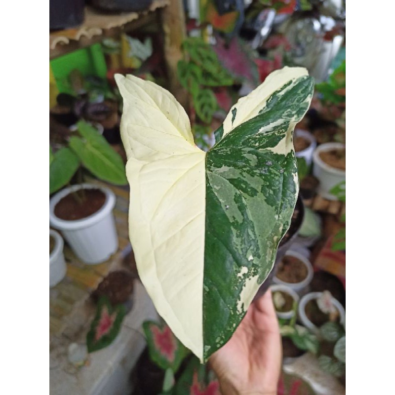 tanaman hias sygonium varigata var albo