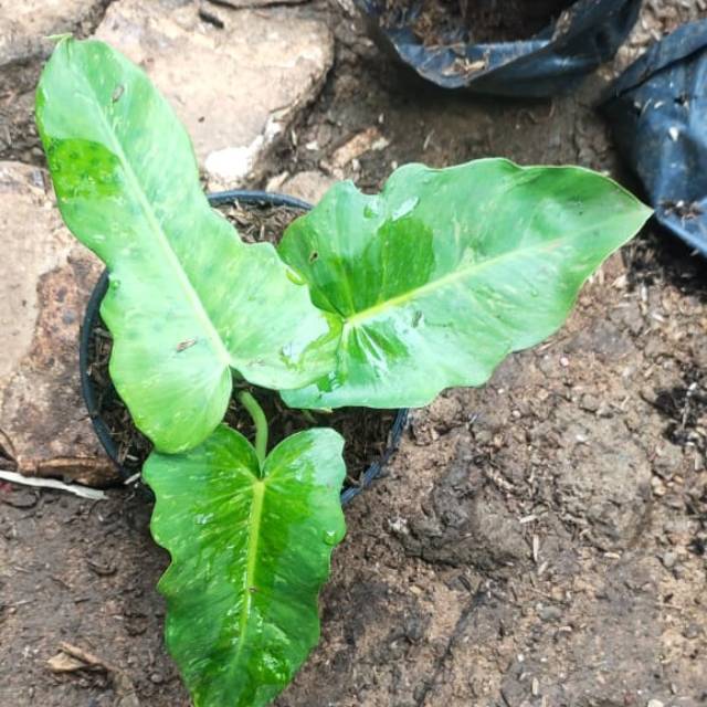 PHILO GOLDEN DRAGON VARIEGATA