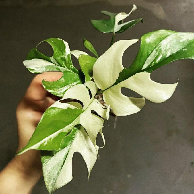 Promo Bibit Tanaman Hias Raphidopora Tetrasperma Varigata / bonggol Monstera mini