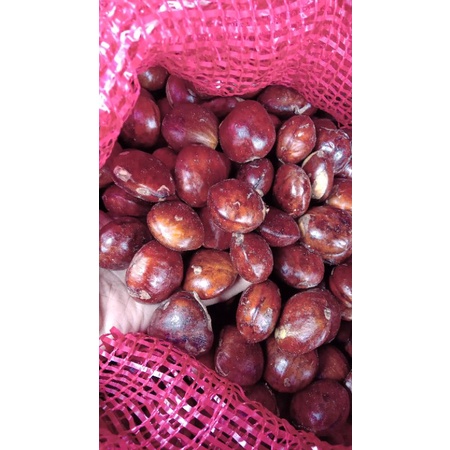 

jengkol tua