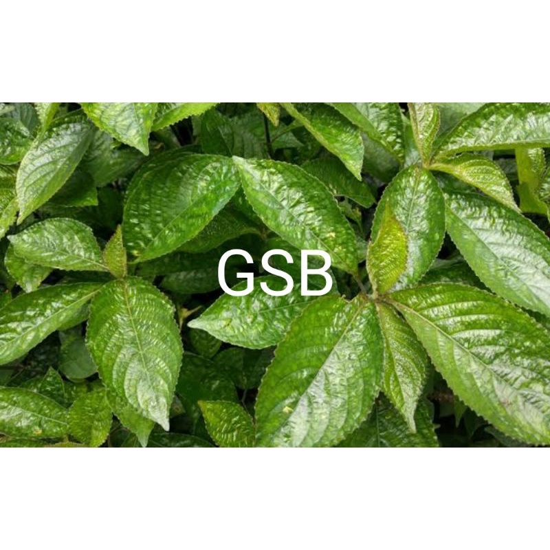 

Daun keji beling daun pecah beling segar 1 kg