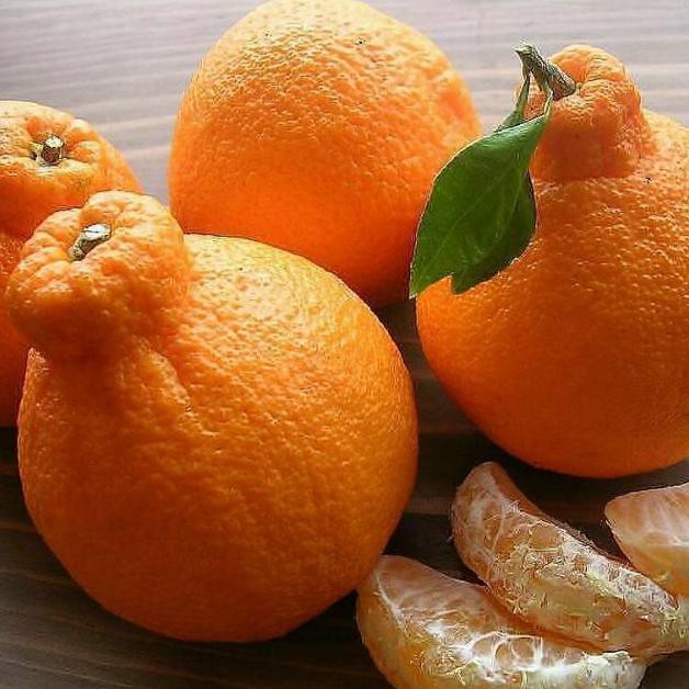 F1L Tanaman Jeruk Dekopon / Pohon Jeruk Dekopon / Bibit Jeruk Dekopon Jepang