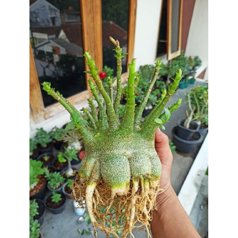 Seed / biji Adenium Arabicum / RCN / Thaisoco