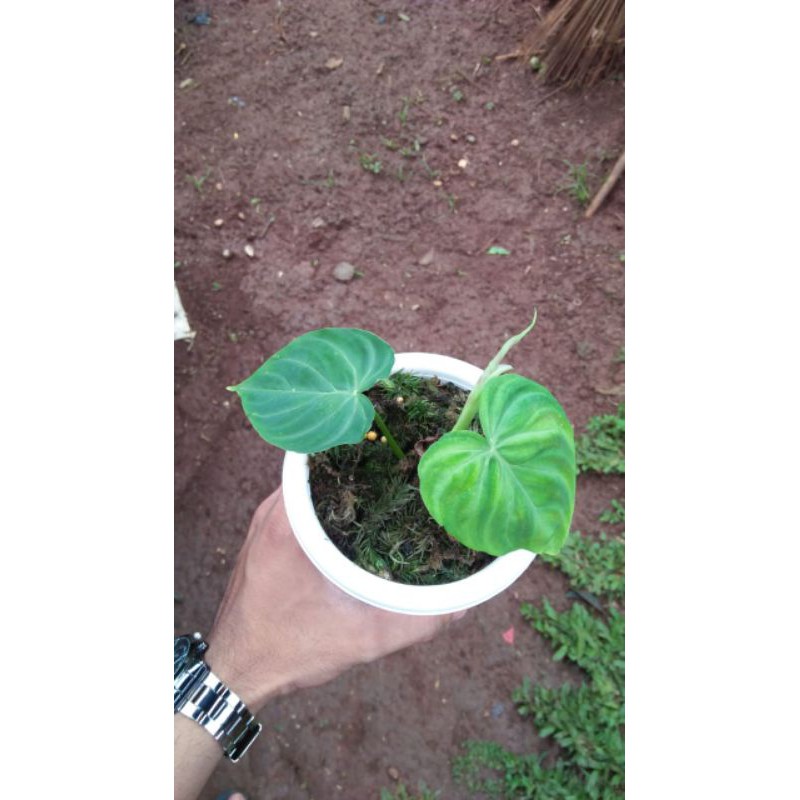 tanaman hias_fhillodendrum verucosum/fhillo verucosum
