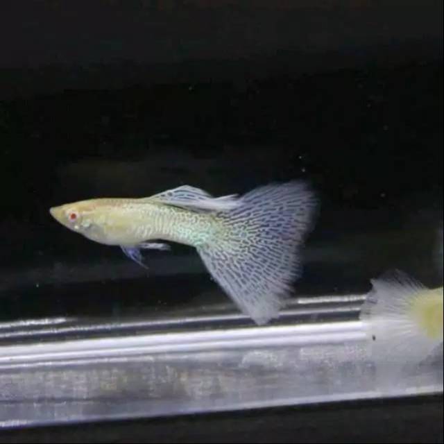 Ikan guppy albino purple murah percantik aquascape dan  