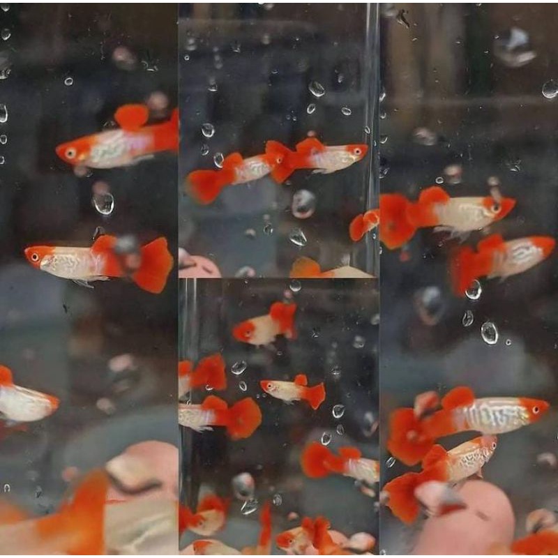 Snak skin koi (ss koi)