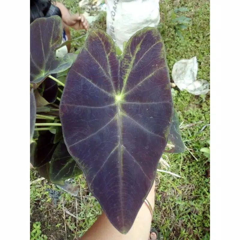 tanaman hias caladium tumpah oli / keladi hitam  / caladium black beauty / caladium black magic