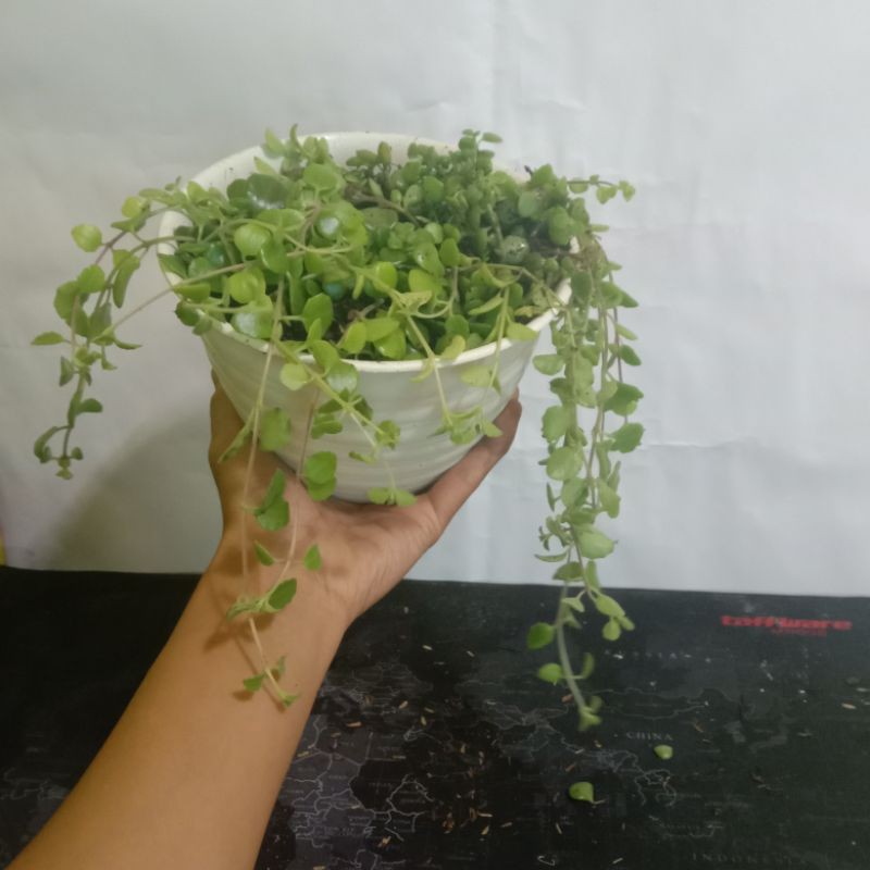 tanaman hias gantung green fall Shopee Indonesia tanaman hias gantung green fall Shopee Indonesia