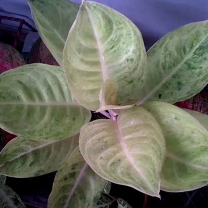 New Promo Tanaman hias aglonema bonggol claudia-bonggol aglonema claudia