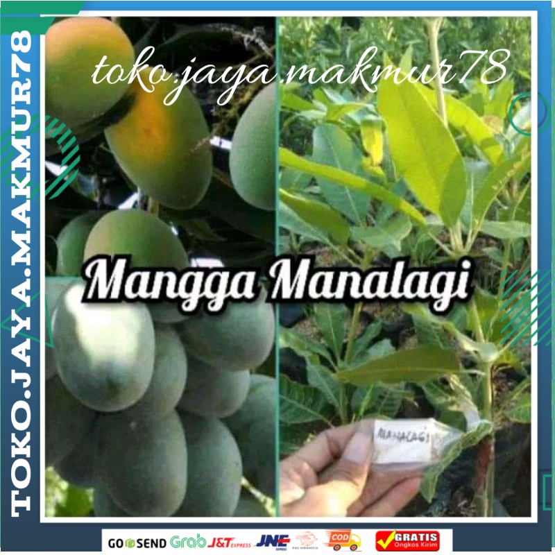 Bibit Pohon Mangga Jenis Manalagi Genjah