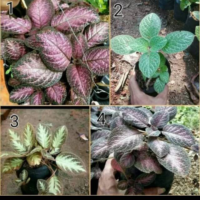 Tanaman hias variasi episcia merah - hijau - silver - hitam MURAH