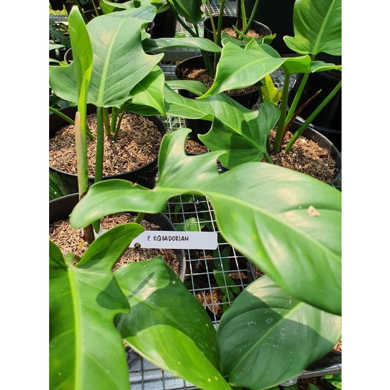 tanaman hias philodendron ecuadorian / Equadorian canoe