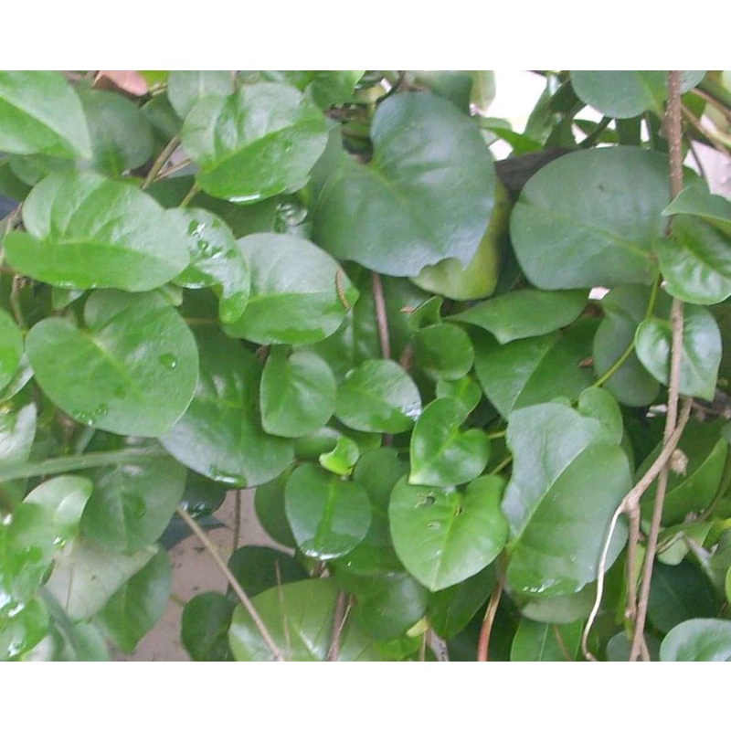 

daun binahong segar 20lembar