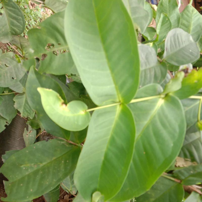 

Daun Jambu Segar 200g