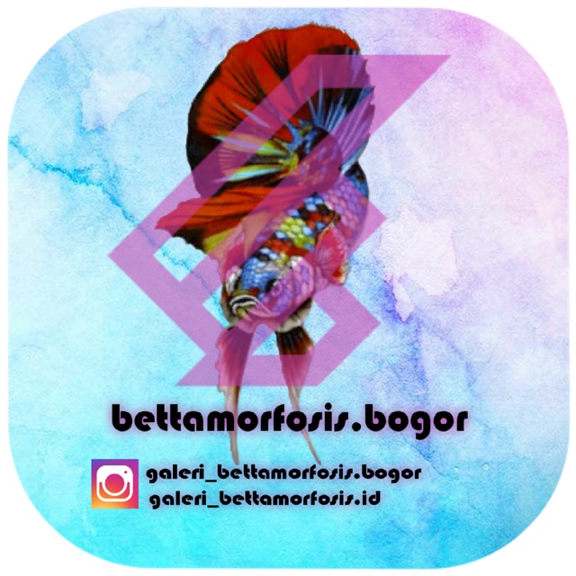 bettamorfosis