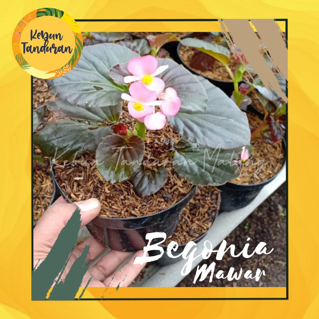 Tanaman Hias Bunga Begonia Mawar