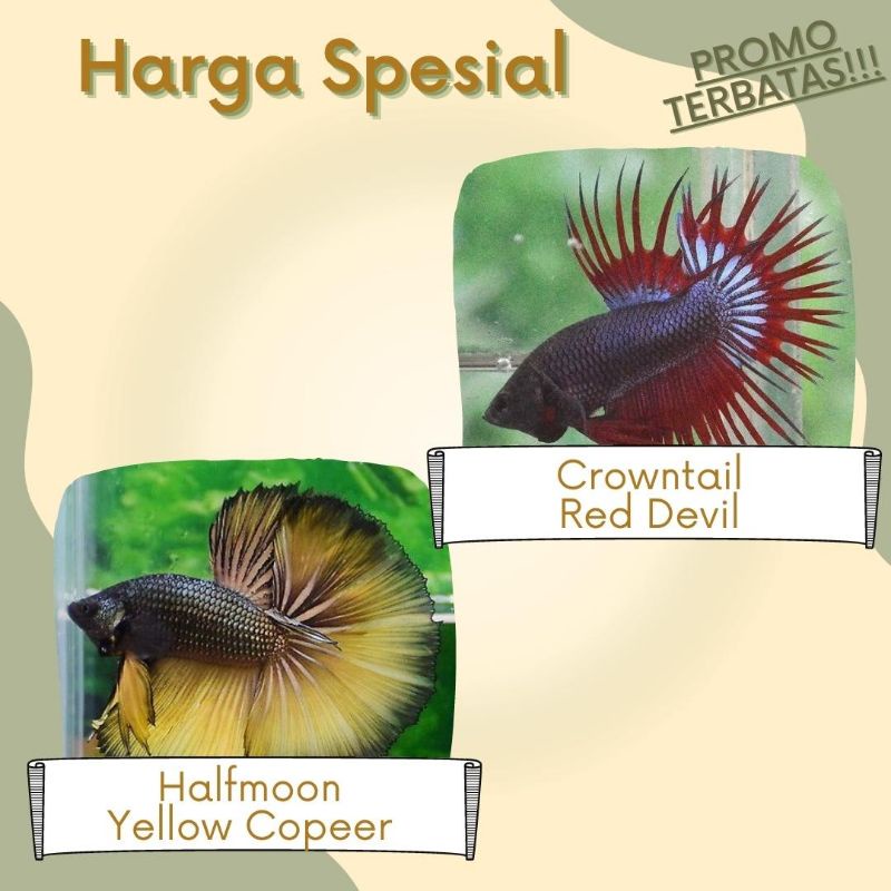 [PROMO NATARU] BELI 2 GRATIS 1 Cupang serit Red Devil dan Halfmoon Yellow Copper