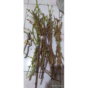 paket entres tanaman anggur varietas yahud