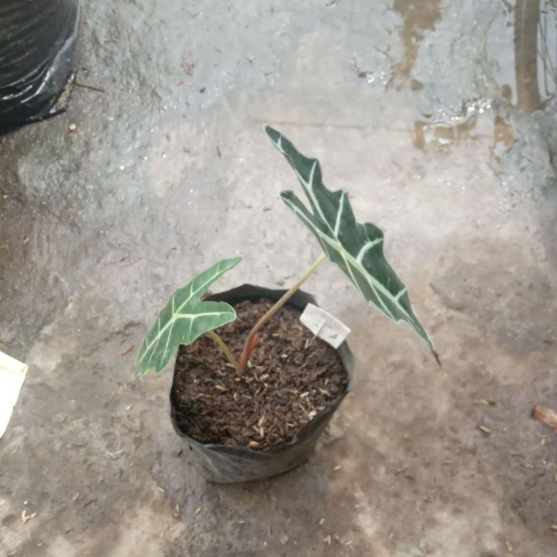 alocasia amazon,,keladi amazon