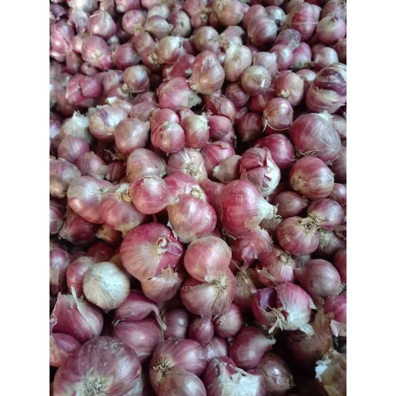 

bawang merah super