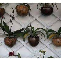 POT ANGGREK BATOK KELAPA CANTEL UNIK UNTUK TANAMAN ANGGREK DAN TANAMAN HIASAN