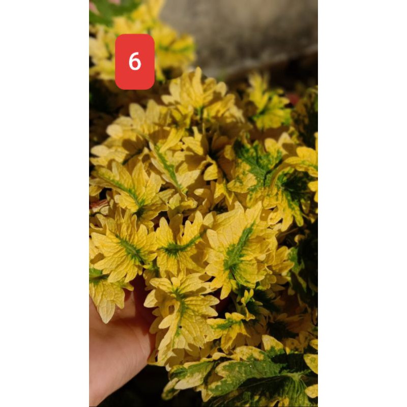 Tanama Hias Miana - Coleus ( id.Lemon - Premium)