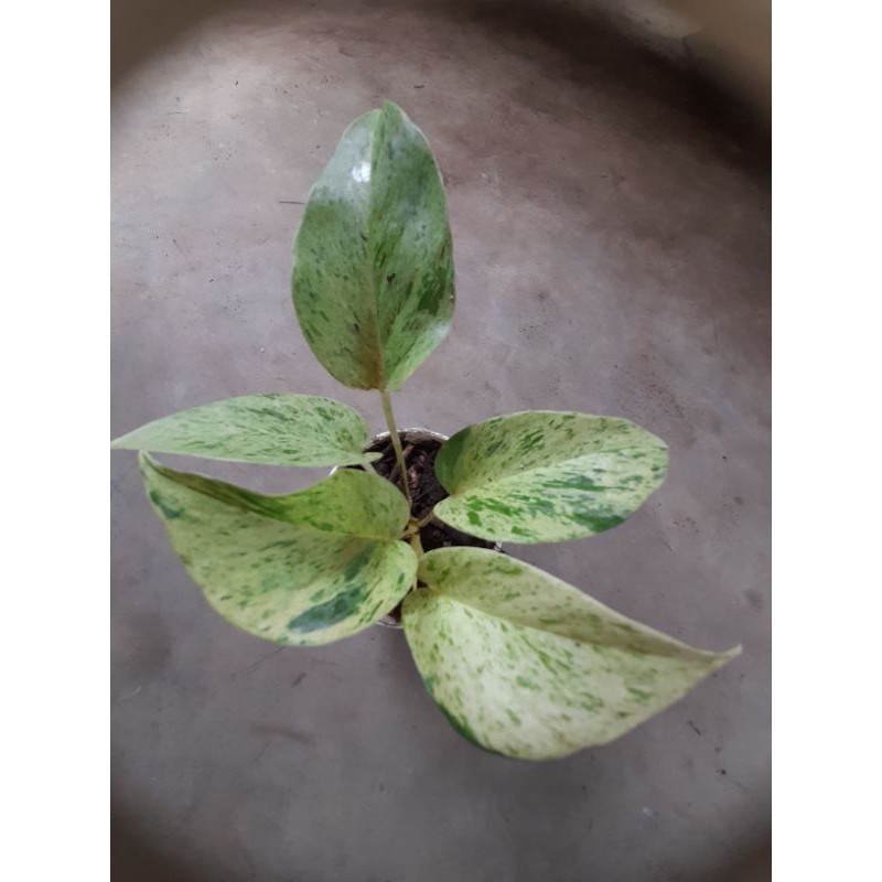 Sirih Gading putih-Sirih gading varigata