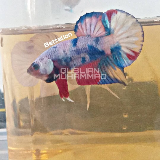 Terpal Kolam Ikan Kotak Ukuran (100×50×25) 100% Original Type A5 Korea