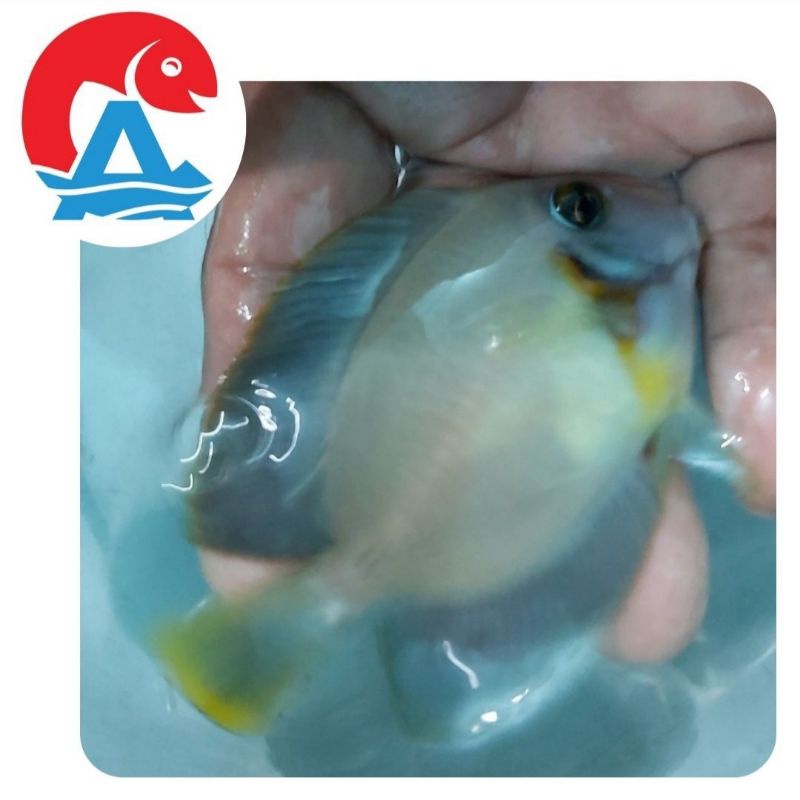 Ikan Hias Laut Botana Model