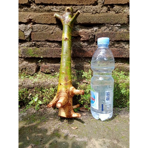 bahan bonsai loa fresh dongkel real pict