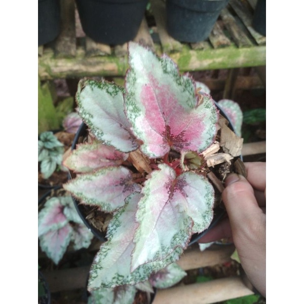 ( BISA COD ) Tanaman Hias Begonia Rex Silver / Bunga Hias Begonia Silver Tanaman Hidup Indoor