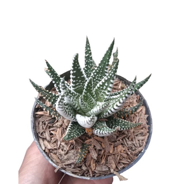 Sekulen Kaktus Hawortia Zebra Warna Free + Pot