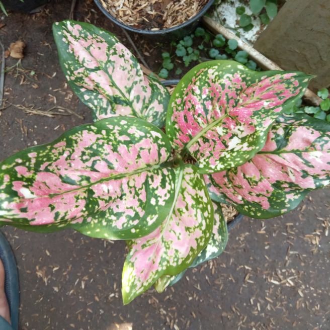 Tanaman hias Aglonema Dut tricolour - Bunga Aglonema Tricolour