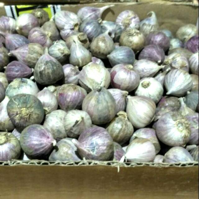 

Bawang Putih Tunggal