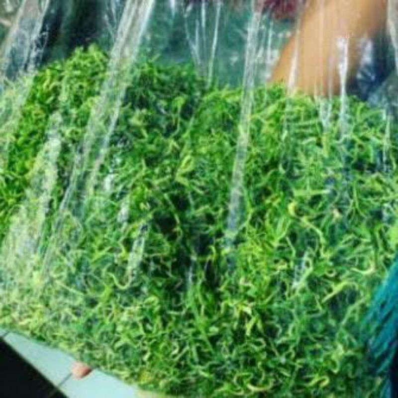 daun pandan iris dekorasi/kedukaan 500 gram