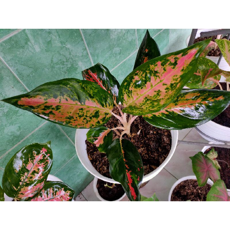 aglonema red kochin , aglaonema red kochin , aglaonema red cochin