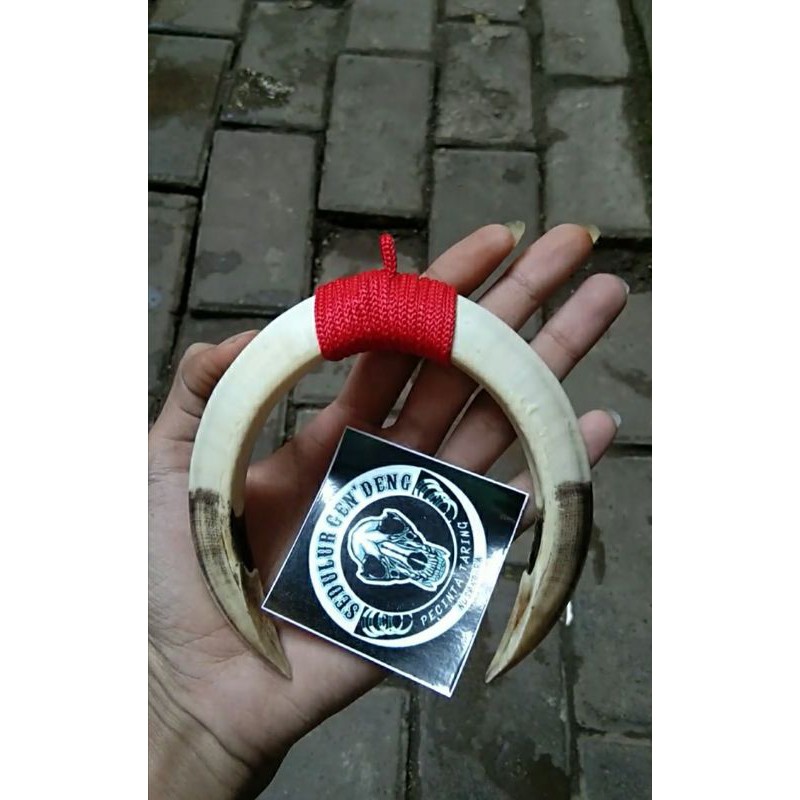 Kalung Taring babi sepasang Asli